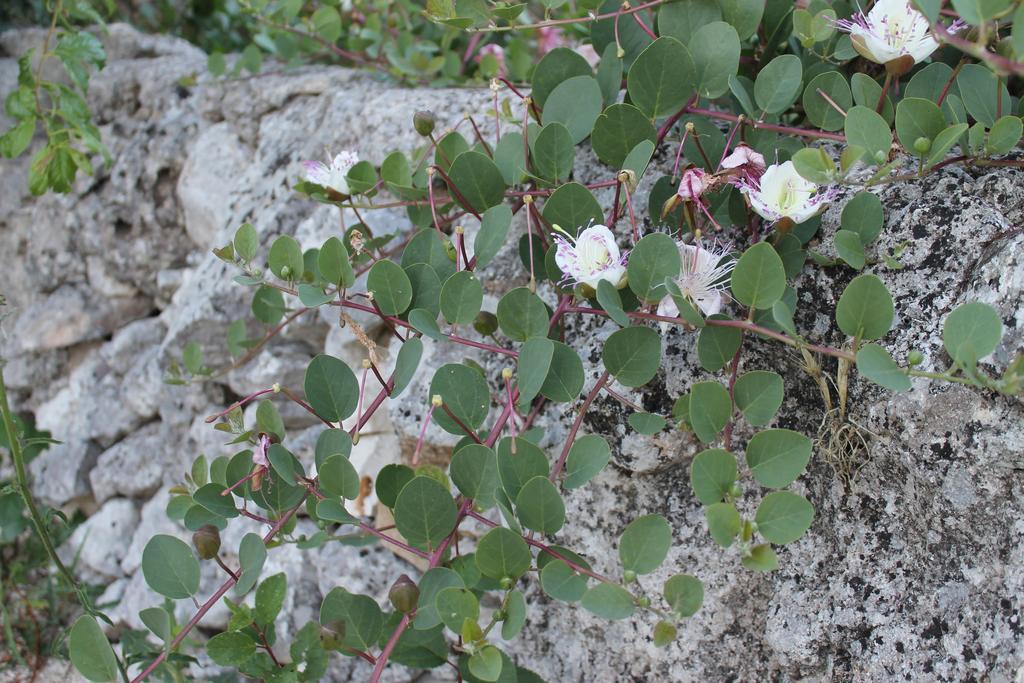 La Casa Del Nonno Bed and Breakfast Alberobello Exteriör bild